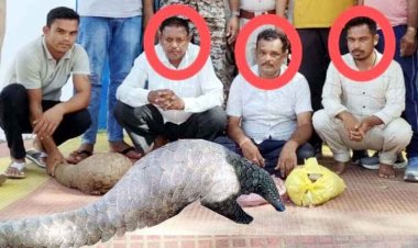 अंतर्राज्यीय वन्यजीव तस्करों का पर्दाफाश, देवभोग पुलिस की बड़ी कार्रवाई, विलुप्त प्रजाति सालखपरी (पैंगोलिन) जिंदा बरामद, तीन आरोपी गिरफ्तार
