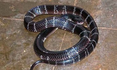 रिसोर्ट में फुसकारने की आवाज सुन बाहर भागे लोग, सोफे से निकला 6 फीट लंबा जहरीला सर्प, इधर करैत सांप के काटने से मासूम बच्ची की मौत