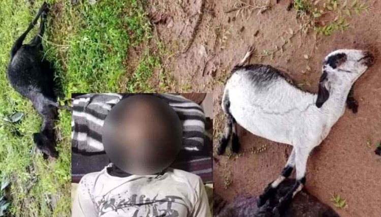 छग में मौसम का कहर, बकरियां चराने गए दो युवकों पर गिरी आसमानी बिजली, दोनों की मौत, तीन बकरियों की गई जान, परिवार में पसरा मातम