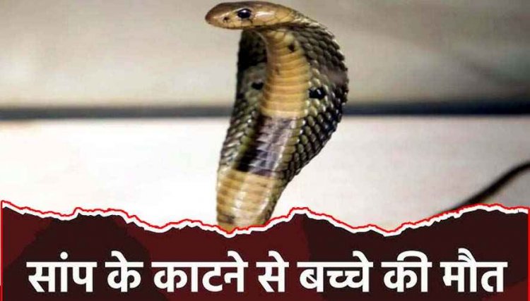 आंगन में खेलते-खेलते बुझ गया घर का चिराग, दो वर्षीय बच्चे को सांप ने डसा, इलाज के दौरान मौत, गुस्साए परिजनों ने करैत को भी खोजकर मार डाला