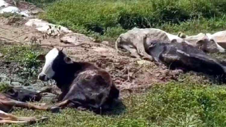 गौठान में आधा दर्जन गायों की मौत, शवों को ऑटो में भरकर हटवाते हुए विडियो वायरल होने पर मचा बवाल, ग्रामीणों ने पशु विभाग से मांगा जवाब