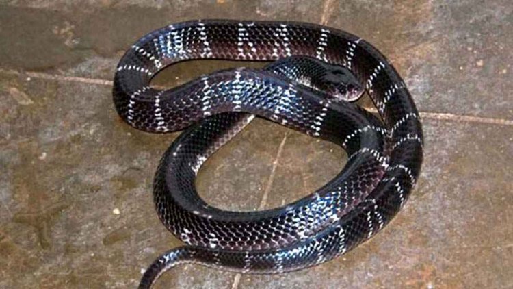 रिसोर्ट में फुसकारने की आवाज सुन बाहर भागे लोग, सोफे से निकला 6 फीट लंबा जहरीला सर्प, इधर करैत सांप के काटने से मासूम बच्ची की मौत