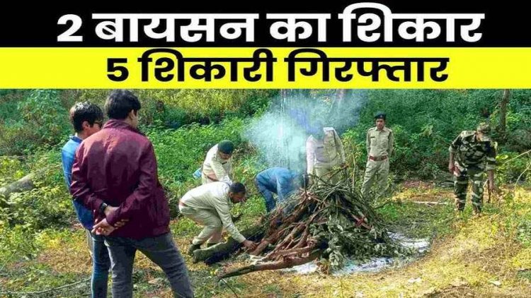 कबीरधाम जिले में करंट बिछाकर दो बायसन का शिकार, मौके पर पहुंची सीसीएफ की टीम, वन विभाग की कार्रवाई, पांच शिकारी गिरफ्तार