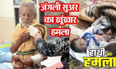 जंगली सुअर के हमले में ग्रामीण घायल, वन विभाग सतर्क, इधर हाथी के हमले में 40 दिन के नवजात की मौत, ग्रामीणों में गहरा आक्रोश