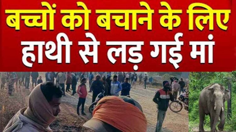 जान जोखिम में डाल मां ने हाथी से छीन लिया बच्चा, लेकिन नहीं बचा पाई 5 माह के मासूम की जान, गांव में मातम और वन विभाग के खिलाफ आक्रोश