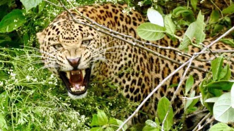 गरियाबंद से बड़ी खबर, शिकारियों के जाल में फंस गया तेंदुआ, दहाड़ सुनते ही इलाके में मचा हड़कंप, मौके पर पहुंचे वन विभाग के अफसर