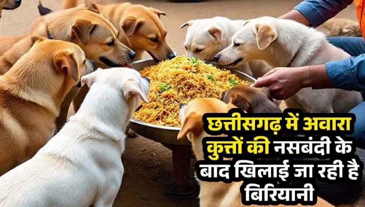 आवारा कुत्तों के लिए बिरयानी की दावत पर राजनीति गरम, कांग्रेस ने पूछा चिकन या मटन, मेयर बोले- विपक्ष को विकास हजम नहीं हो रहा