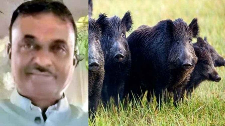 जंगली सूअरों के हमले से किसान की मौत, चार दिन पहले मुंशी पर भी हुआ अटैक, ग्रामीणों में दहशत का माहौल, सुरक्षा के पुख्ता इंतजाम की मांग