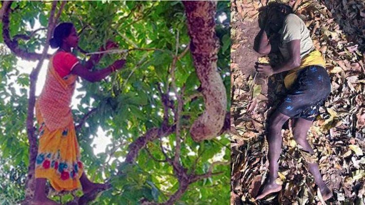 कुसुम के पेड़ पर लाख तोड़ने चढ़े सुखदास की लालच में गई जान, परिवार में पसरा मातम, पत्नी-बच्चों की छीन गया सहारा, प्रशासन से मुआवजे की मांग