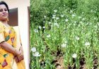 सरकारी योजना का भी लाभ लिया अफीम उगाने वाला किसान, ग्रामीण कृषि विस्तार अधिकारी एकता साहू सस्पेंड, 3 अधिकारियों को कारण बताओ नोटिस