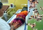 कुदरत का कहर, खेत में काम कर रही महिलाओं पर मधुमक्खियों का हमला, डंक से एक महिला की मौत, कई महिलाएं घायल, गांव में शोक और डर का माहौल