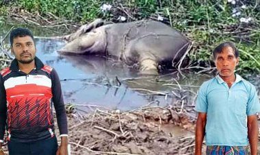 करंट की चपेट में आकर 2 हाथियों की मौत, दो गिरफ्तार, एक फरार आरोपी की तलाश जारी, युवा कांग्रेस ने कलेक्टर से किया उच्चस्तरीय जांच की मांग
