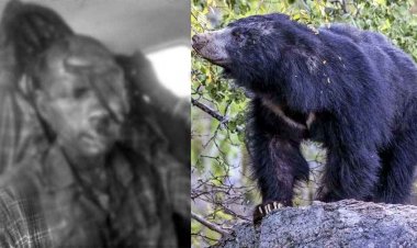 गरियाबंद के जंगल में खूनी हमला: भालू ने महुआ बीनने गए ग्रामीण को किया लहूलुहान, हालत नाजुक, रायपुर रेफर, ग्रामीणों में दहशत का माहौल