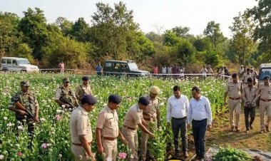 छत्तीसगढ़ में अफीम की खेती का फैल रहा जाल, दुर्ग और बलरामपुर के बाद अब रायगढ़ में तरबूज और ककड़ी के बीच लगाई गई नशे की फसल