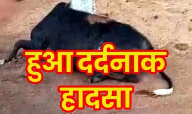 तेज आंधी तूफान और बारिश के बाद गांव में दर्दनाक हादसा, बिजली करंट लगने से दो बैलों की मौके पर हुई मौत, हादसे का जिम्मेदार कौन? 