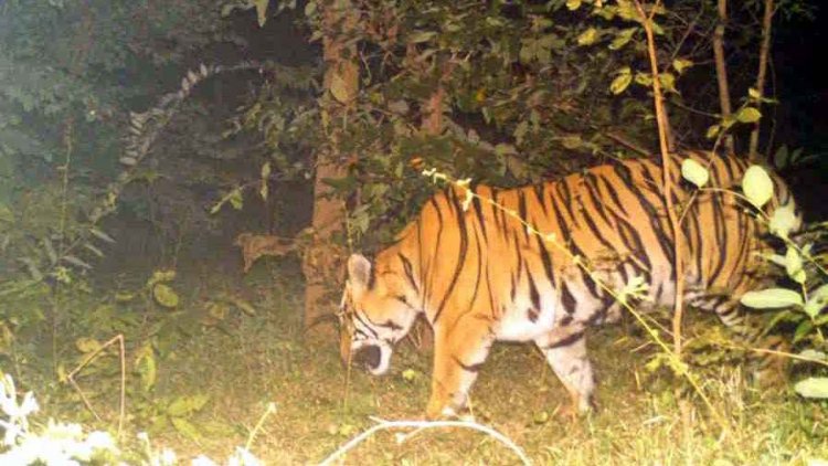 गरियाबंद और पाण्डुका में तेंदुए का आतंक अलग-अलग हमलों में बच्ची समेत दो घायल, इधर मुरुमगांव में तेंदुआ के हमले से एक ग्रामीण की मौत 