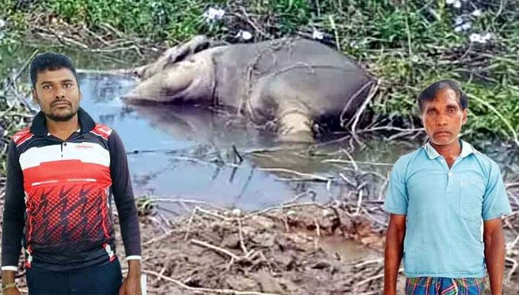 करंट की चपेट में आकर 2 हाथियों की मौत, दो गिरफ्तार, एक फरार आरोपी की तलाश जारी, युवा कांग्रेस ने कलेक्टर से किया उच्चस्तरीय जांच की मांग