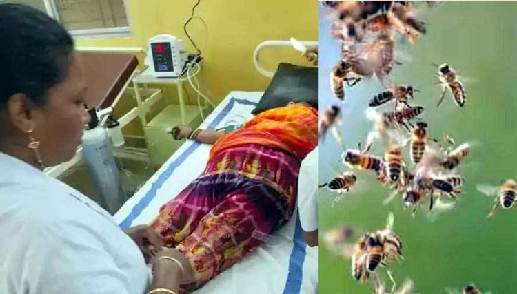 कुदरत का कहर, खेत में काम कर रही महिलाओं पर मधुमक्खियों का हमला, डंक से एक महिला की मौत, कई महिलाएं घायल, गांव में शोक और डर का माहौल