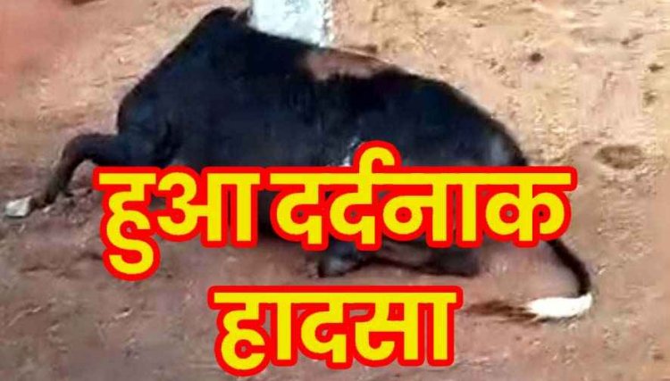 तेज आंधी तूफान और बारिश के बाद गांव में दर्दनाक हादसा, बिजली करंट लगने से दो बैलों की मौके पर हुई मौत, हादसे का जिम्मेदार कौन? 