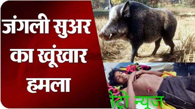 दिनदहाड़े जंगली सूअर का हमला, महुआ की रखवाली कर रहे युवक को कर दिया लहूलुहान, अस्पताल में भर्ती, इलाके में दहशत का माहौल