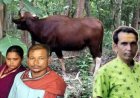 बायसन ने 3 ग्रामीणों पर किया जानलेवा हमला, युवक का फाड़ा पेट, हमले से 1 ग्रामीण की मौत, 2 महिलाएं घायल, तीन गांव में डर का माहौल
