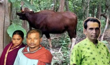 बायसन ने 3 ग्रामीणों पर किया जानलेवा हमला, युवक का फाड़ा पेट, हमले से 1 ग्रामीण की मौत, 2 महिलाएं घायल, तीन गांव में डर का माहौल