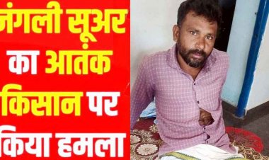 धमतरी में फसल कटाई के दौरान किसान पर जंगली सुअर ने किया हमला, घायल, इलाके में दहशत का माहौल, अस्पताल में भर्ती, मुआवजा की मांग