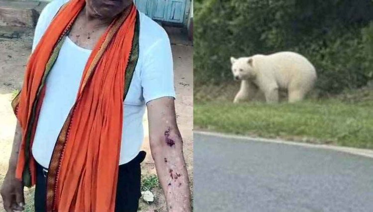 गरियाबंद जिले में तेंदुए की दस्तक, रात में अकेले बाहर निकलने पर रोक, अलर्ट मोड पर वन विभाग, इधर सफेद भालू ने ग्रामीण पर किया जानलेवा हमला, मचा हड़कंप