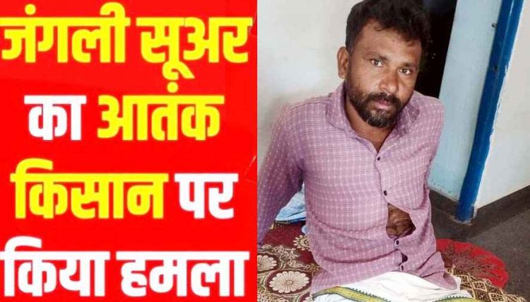 धमतरी में फसल कटाई के दौरान किसान पर जंगली सुअर ने किया हमला, घायल, इलाके में दहशत का माहौल, अस्पताल में भर्ती, मुआवजा की मांग