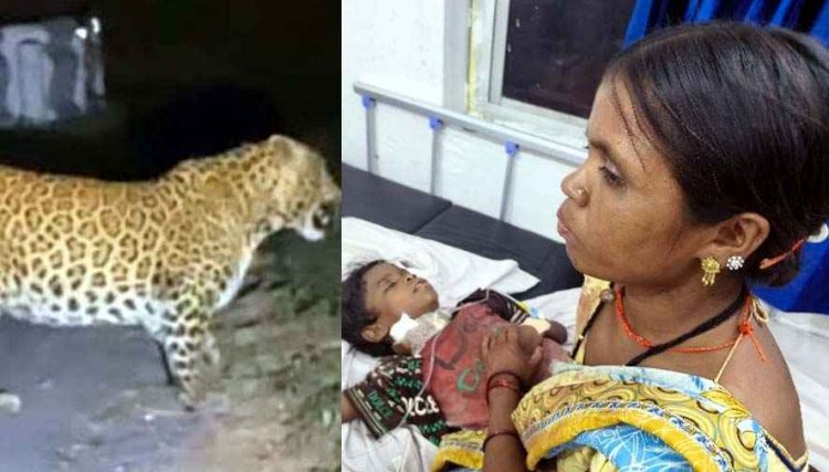 गरियाबंद में टीवी देखकर लौट रहे 10 वर्षीय मासूम बच्चे पर तेंदुए ने किया जानलेवा हमला, चीख सुन दौड़े माता-पिता, हालत नाजुक, रायपुर रेफर