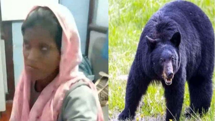 भालू मचा रहा आतंक, मक्का तोड़ने गई युवती पर किया हमला, जिला अस्पताल रेफर, ग्रामीणों में दहशत का माहौल, वन विभाग ने किया सतर्क रहने की अपील