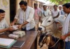 छत्तीसगढ़ में चाहिए पट्टा तो बकरा लाओ : काम के बदले रिश्वत में गाय-बैल तक मांगने वाले पटवारी की अधिकारियों से शिकायत, आरोपी फोन बंद कर फरार