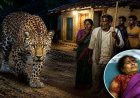 रात के अंधेरे में तेंदुए ने घरों में घुसकर किया हमला, अधेड़ और बुजुर्ग महिला घायल, ग्रामीणों में डर और असुरक्षा का माहौल, पिंजरा लगाकर पकड़ने की मांग
