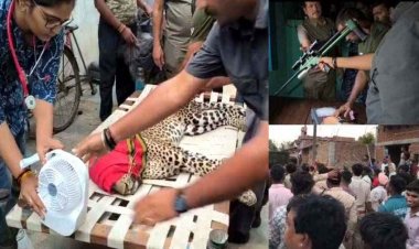 ग्रामीण के घर घूसा तेंदुआ, गांव में अफरा-तफरी का माहौल, 8 घंटे चला रेस्क्यू अभियान, तेंदुए की हालत नाजुक, इलाज जारी, घटना बनी इलाके में चर्चा का विषय