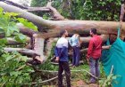 गरियाबंद में दर्दनाक हादसा, वन विभाग के मकान पर गिरा वर्षों पुराना नीलगिरी का विशाल पेड़, मची अफरा-तफरी, इलाज के दौरान एक महिला की मौत