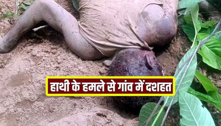 हाथी का खूनी तांडव, मशरूम ढूंढने जंगल गए जहाज को गजराज ने कुचलकर मार डाला, ग्रामीणों ने दहशत का माहौल, सुरक्षा की मांग, अलर्ट जारी
