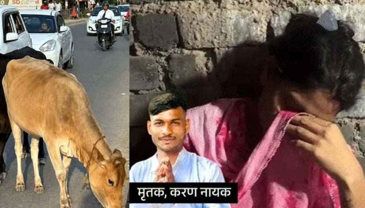 इकलौता कमाऊ बेटा, दो साल पहले हुई शादी, पत्नी गर्भवती, गाय से टकराकर गिरा बाइक से गिरा युवक, कार की चपेट में मौत, दुसरा घायल, पसरा मातम