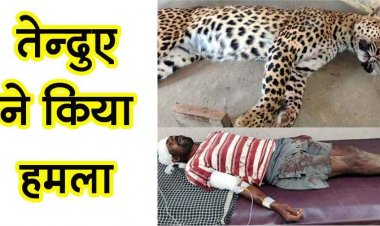 देर रात घर में घुसकर दो ग्रामीणों पर तेंदुए ने किया हमला,दोनों का इलाज जारी, सुबह मृत मिला तेंदुआ, फैली सनसनी, अस्पताल पहुंचीं विधायक अंबिका मरकाम
