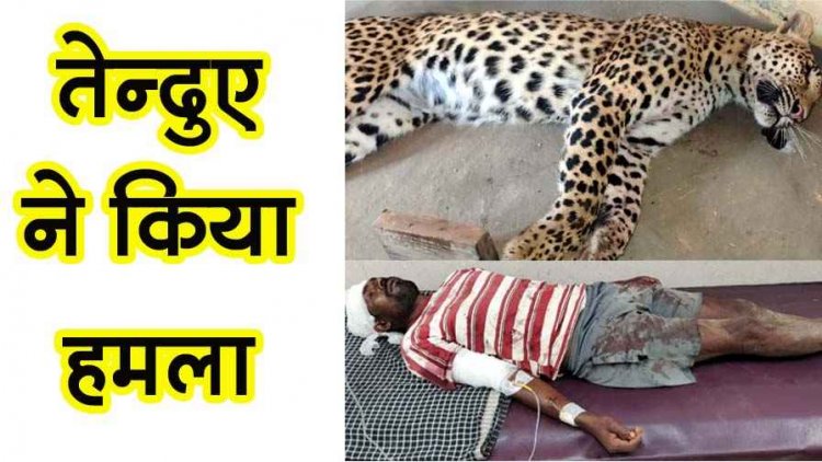 देर रात घर में घुसकर दो ग्रामीणों पर तेंदुए ने किया हमला, दोनों का इलाज जारी, सुबह मृत मिला तेंदुआ, फैली सनसनी, अस्पताल पहुंचीं विधायक अंबिका मरकाम
