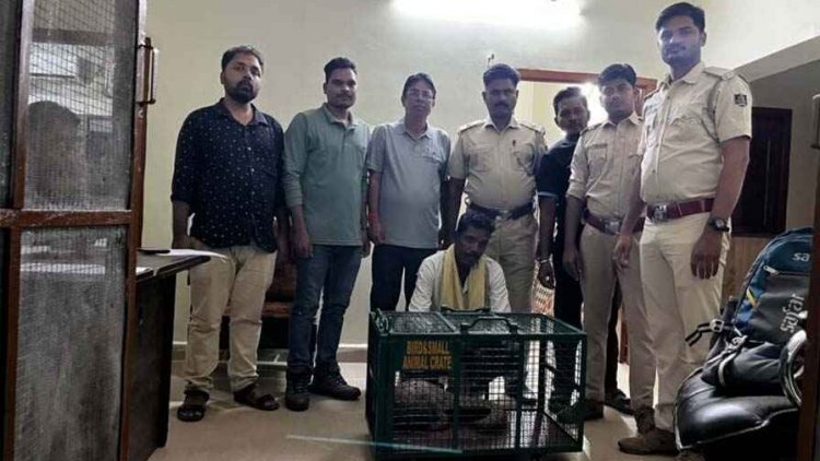 गरियाबंद में वन्यजीव तस्करी के खिलाफ कसा शिकंजा, छापेमारी में सेफ हाउस में छिपाकर रखा जिंदा पैंगोलिन बरामद, तीन अंतरराज्यीय तस्कर गिरफ्तार