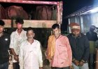 मवेशियों को बूचड़खाने लेकर जा रहे 5 आरोपी रंगे हाथों गिरफ्तार, दो पिकअप और चार मोबाइल समेत 12.30 लाख की संपत्ति जब्त, 8 मवेशी बरामद