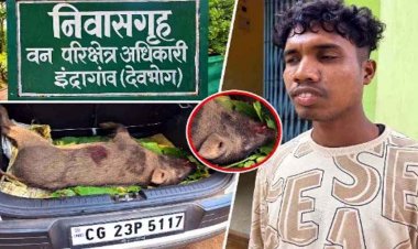 अज्ञात वाहन की टक्कर से दो जंगली सूअरों की मौत, मृत सूअर को बाइक पर ले जा रहा युवक गिरफ्तार, हादसा या कुछ ओर?, जांच में जुटी वन विभाग