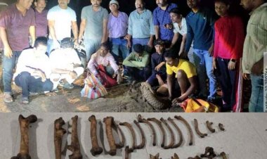 वन्यजीव तस्करी के खिलाफ बड़ी कार्रवाई, 43 हड्डियां, दो कैनाइन और नवजात समेत बाघ के अवशेष बरामद, तीन बाइक जप्त, हिरासत में छह संदिग्ध