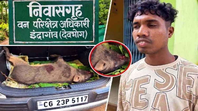 अज्ञात वाहन की टक्कर से दो जंगली सूअरों की मौत, मृत सूअर को बाइक पर ले जा रहा युवक गिरफ्तार, हादसा या कुछ ओर?, जांच में जुटी वन विभाग