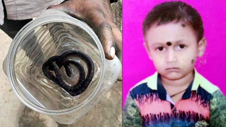 नयापारा में करैत सांप ने सोते समय 10 वर्षीय छात्र को डसा, इलाज के दौरान मासूम बच्चे की मौत, परिवार में पसरा मातम, 2 महीने में सर्पदंश के 46 मामले आए सामने