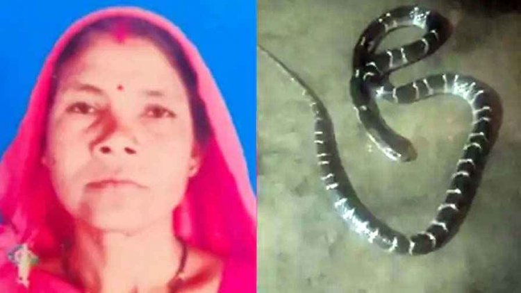 जमीन पर सो रही महिला सरपंच को सांप ने डसा, परिवार में मचा हड़कंप, देर रात परिजन लेकर पहुंचे अस्पताल, इलाज के दौरान मौत, गांव में शोक का माहौल
