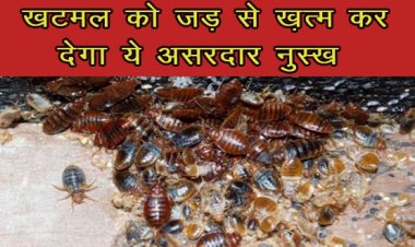 Bedbugs: खटमल को जड़ से ख़त्म कर देगा ये असरदार नुस्खे 