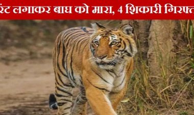 MP NEWS: करंट लगाकर बाघ को मारा, 4 शिकारी गिरफ्तार 