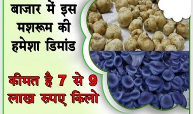 बाजार में इस मशरूम की हमेशा डिमांड, कीमत है 7 से 9 लाख रुपए किलो
