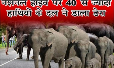 CG NEWS : नेशनल हाईवे पर 40 से ज्यादा हाथियों के दल ने डाला डेरा...